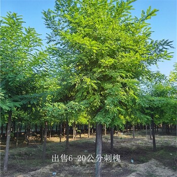 四川攀枝花刺槐樹,洋槐樹
