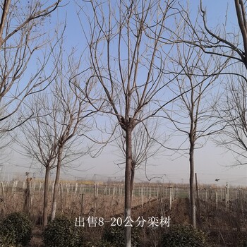 世澤園林,批發(fā)基地,北方欒樹(shù),冠幅飽滿,技術(shù)指導(dǎo)