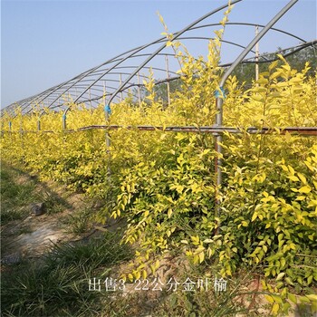 山西晉城金葉榆產(chǎn)地,黃葉榆