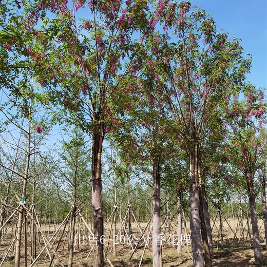 重慶萬(wàn)州香花槐價(jià)格,紅花槐