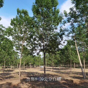 景觀苗木-世澤園林-技術指導-14公分白蠟