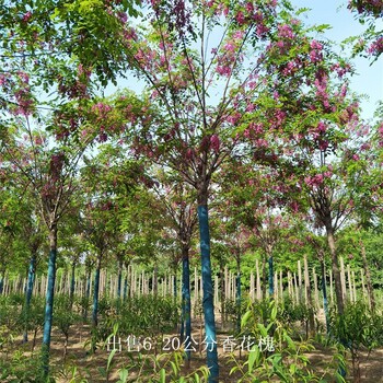 云南德宏香花槐价格,质量优良