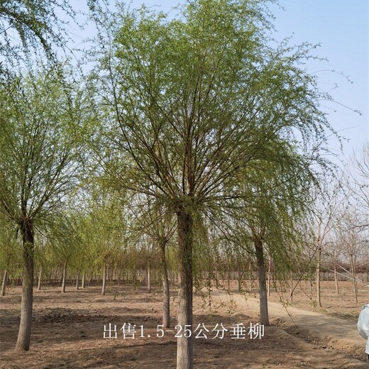 垂柳基地-綠化工程-世澤園林-規(guī)格全-包裝車(chē)