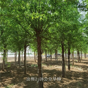 四川自貢旱柳樹苗,青皮柳