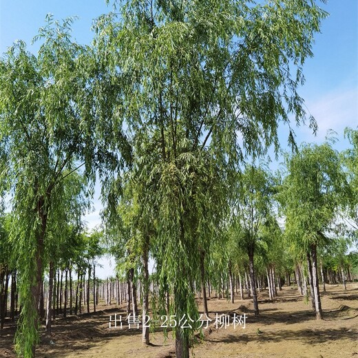 2公分柳樹供應(yīng)