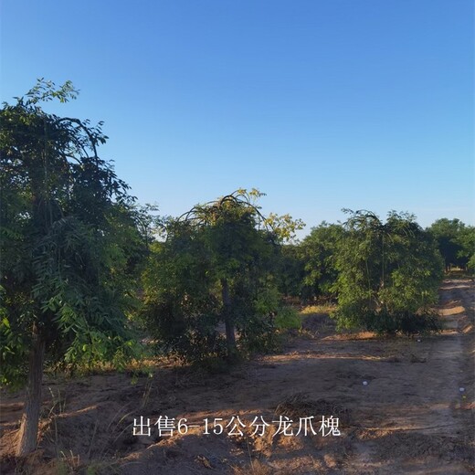 苗木出售-龍爪槐基地