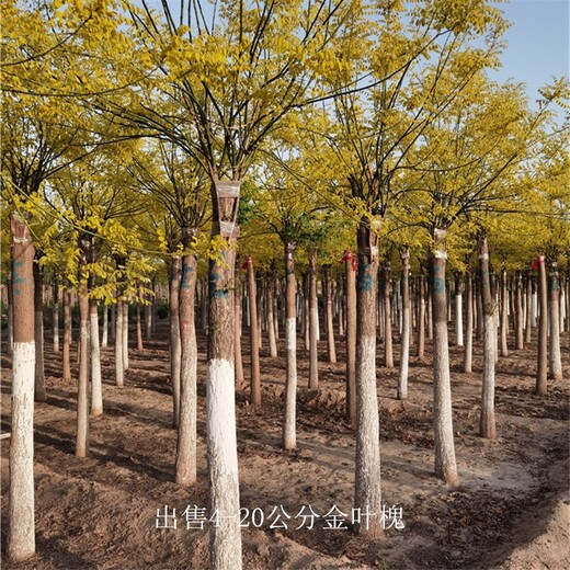金葉槐售價(jià)-批發(fā)基地-世澤園林-辦理檢疫-鮮活易養(yǎng)
