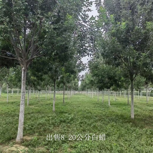 白蜡基地-18公分白蜡批发-实地考察-造林苗