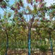 香花槐供應(yīng)圖