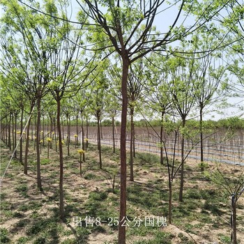 批發(fā)基地-世澤園林-枝繁葉茂-10公分國槐