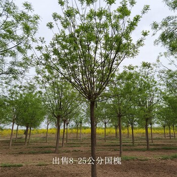 基地加農戶-世澤園林-提供種植技術-速生國槐