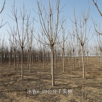 世澤園林-市場供應-千頭椿產地-種類多樣-土球完好