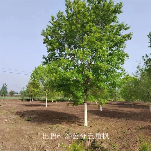 遼寧葫蘆島五角楓出售,元寶楓