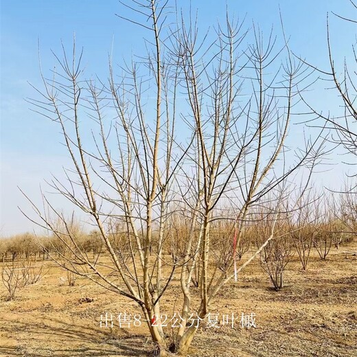 內(nèi)蒙古阿拉善盟復(fù)葉槭價(jià)格,糖槭