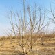 復(fù)葉槭價(jià)格圖