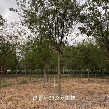 國槐樹-苗圃供應-世澤園林-種類多樣-規模大