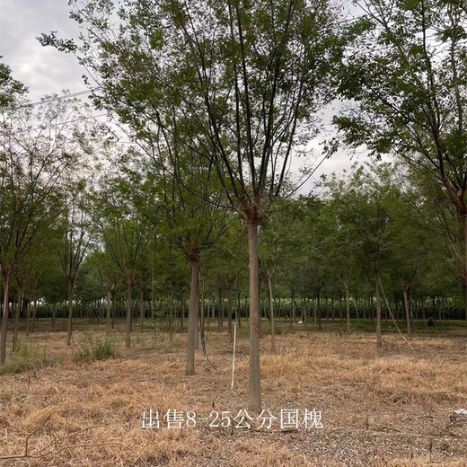 國槐廠家-15公分國槐-開具檢疫-城市綠化