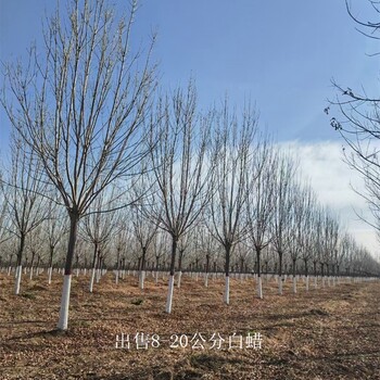 世澤園林-長(cháng)期銷(xiāo)售-10公分白蠟-多種規格