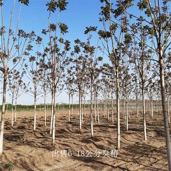 世澤園林,15公分臭椿,指樹(shù)挖樹(shù),冠幅飽滿(mǎn)