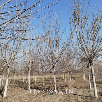 内蒙古鄂尔多斯复叶槭基地,糖槭