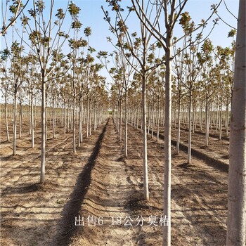 基地出售,世澤園林,大量供貨,14公分臭椿