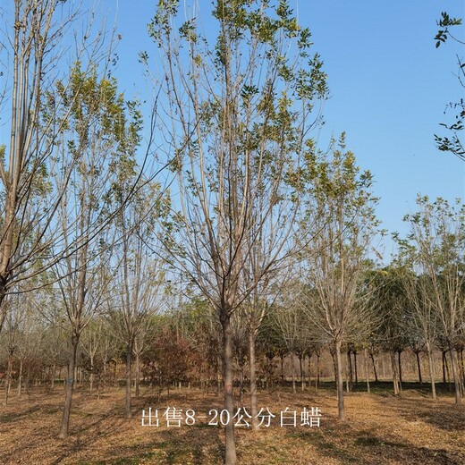 18公分白蠟供應,景觀(guān)苗木