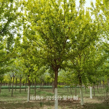 那有復(fù)葉槭-誠(chéng)信雙贏-廠家批發(fā)