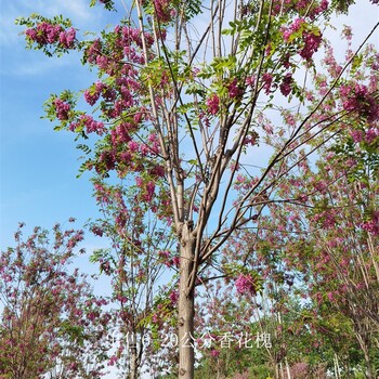 四川自貢香花槐