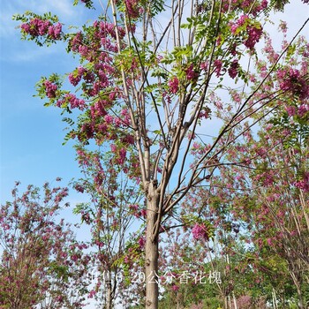 福建福州香花槐供应,红花槐