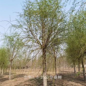 18公分垂柳價格,垂柳出售,指樹挖樹,批發基地