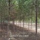 白榆圖