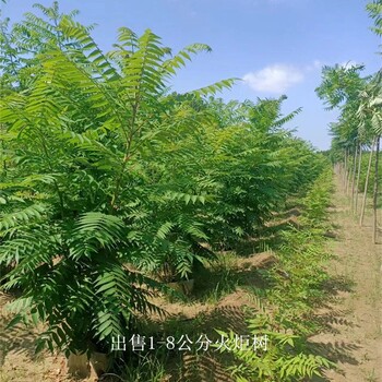甘肅平涼火炬樹批發,高存活率
