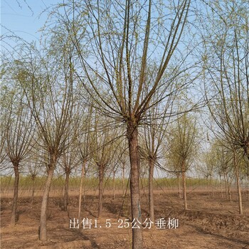 重慶沙坪壩6公分垂柳報價,柳樹