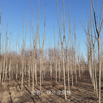 世澤園林,廠家批發(fā),8公分臭椿樹,全國配送