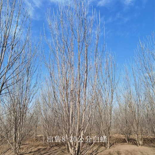 白蠟產(chǎn)地-白蠟樹(shù)價(jià)錢(qián)-無(wú)病蟲(chóng)害-基地加農戶(hù)