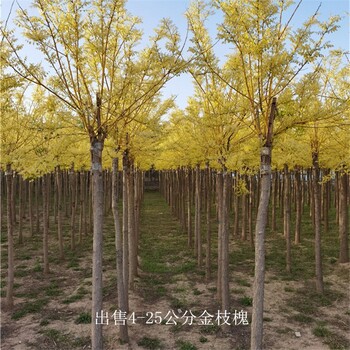 苗木供應(yīng)-世澤園林-支持基地考察-18公分金枝槐