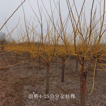 世澤園林-批發基地-黃金槐-指導栽培-樹形美觀