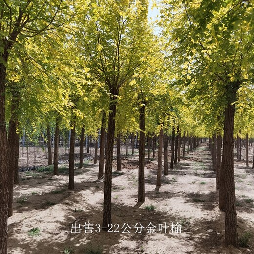 河南鄭州金葉榆供應(yīng),黃葉榆