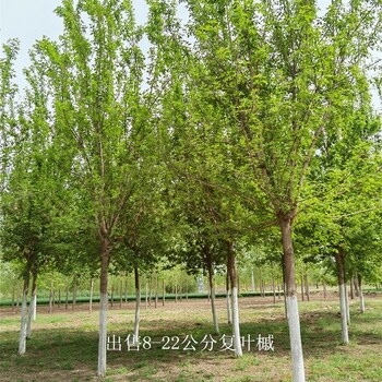 新疆圖木舒克復(fù)葉槭出售,糖槭