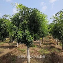 內(nèi)蒙古阿拉善盟龍爪槐,國(guó)槐樹圖片