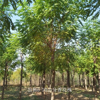 新疆昆玉香花槐
