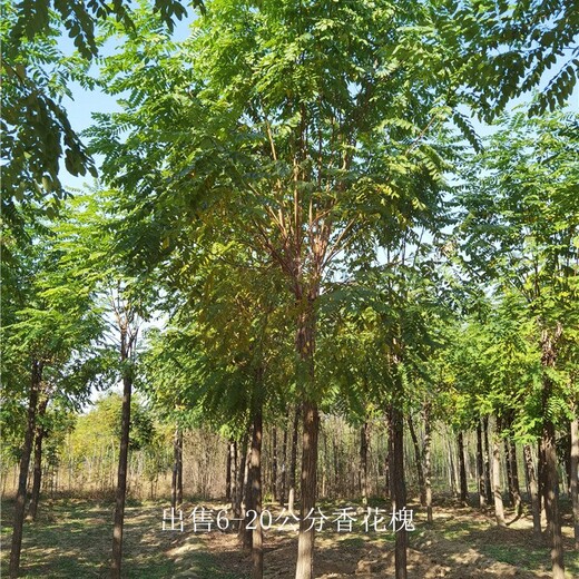 青海香花槐供應,紅花槐