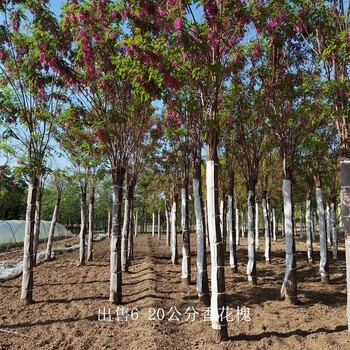 重庆云阳香花槐