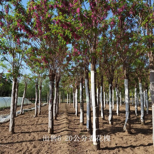 福建香花槐價格,質量優良