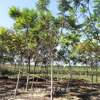 安徽淮南火炬樹產(chǎn)地,高存活率