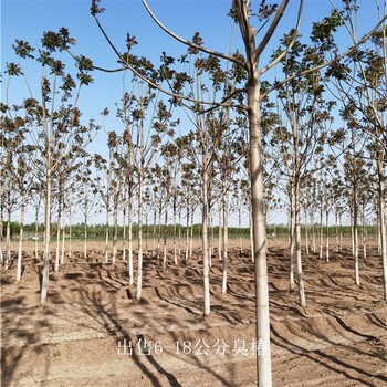 基地出售,世澤園林,大量供貨,14公分臭椿
