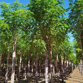 重庆渝中香花槐价格,红花槐