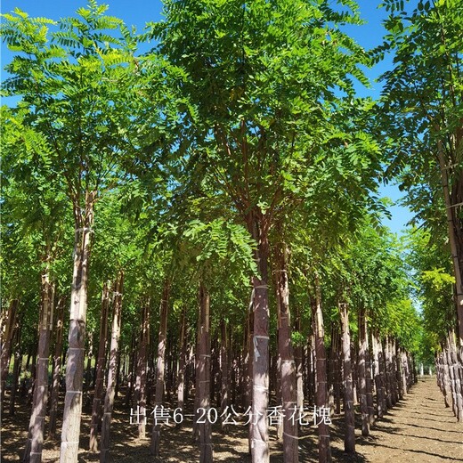 河南商丘香花槐,紅花槐