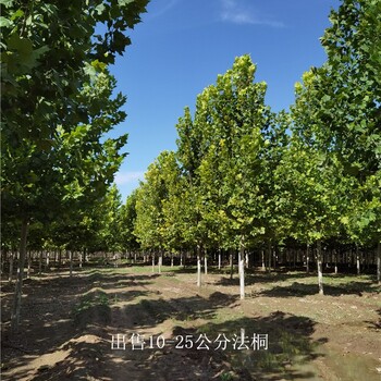 新疆可克達(dá)拉法桐報(bào)價(jià),好養(yǎng)易活