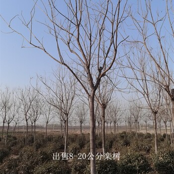 世澤園林,市場(chǎng)供應(yīng),17公分欒樹(shù),鮮活易養(yǎng),質(zhì)量好